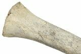 Pleistocene Fossil Llama (Palaeolama) Radius - Florida #265355-4